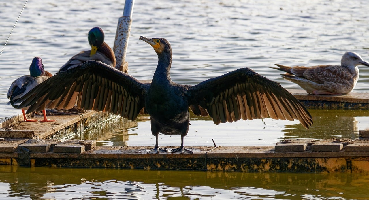 Why is Genetic Diversity Important in Conservation Efforts?